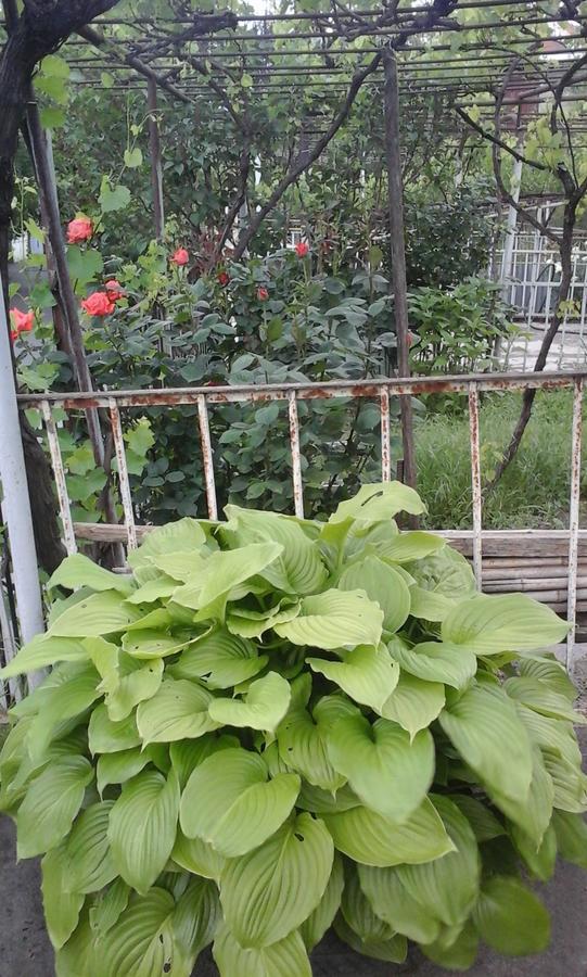 Guesthouse Valeria Borjomi Εξωτερικό φωτογραφία